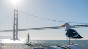 Mewa w zatoce San Francisco. (fot. tancerz Kenji Kobayashi)
