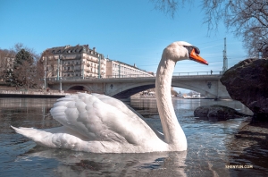 Podpłynął przyjaźnie nastawiony łabędź szwajcarski. (Monty Mou)
